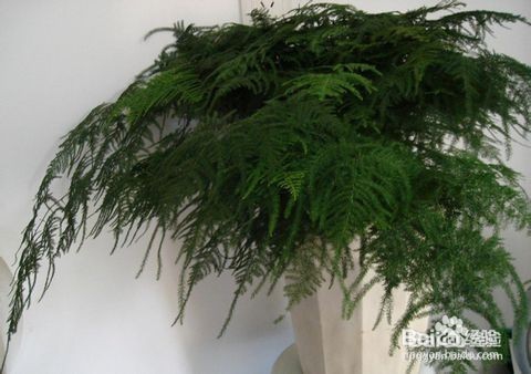 文竹养殖十大注意事项,