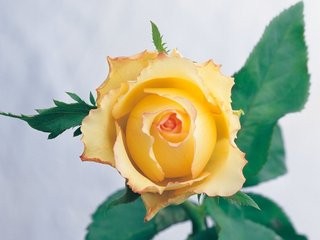 对比一下:痔疮用什么药最有效?