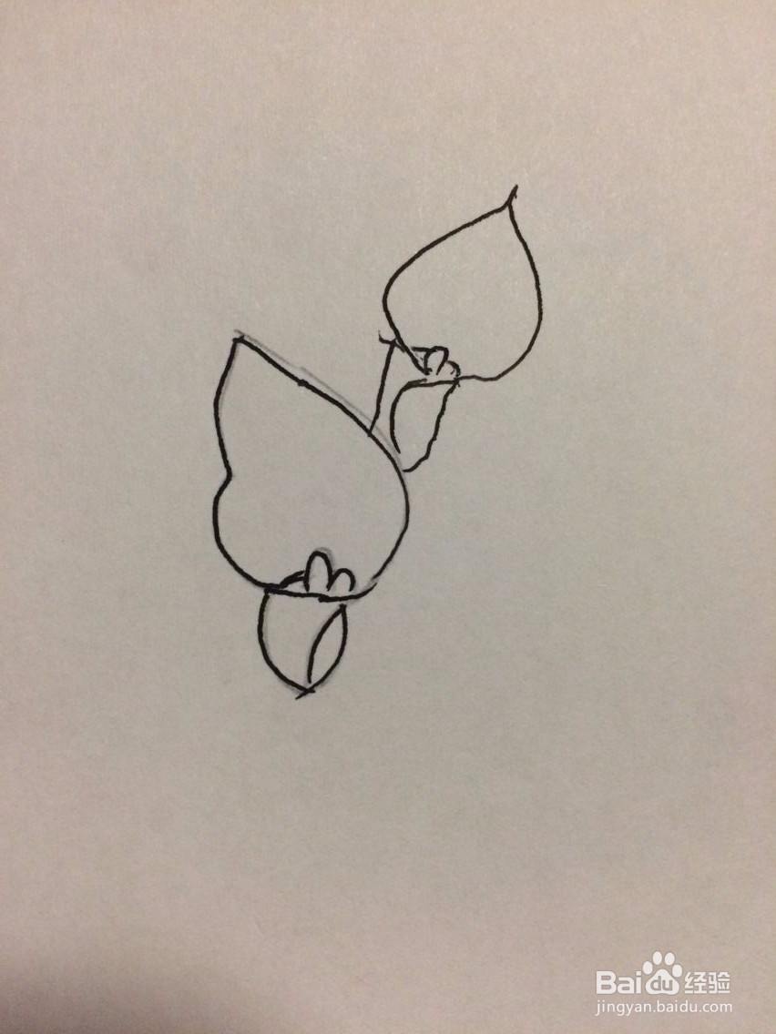 马蹄莲的简笔画法