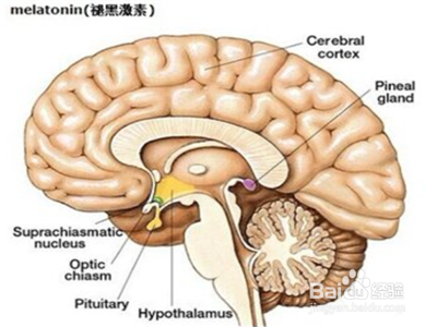 熬夜完补一觉就行了？没那么简单