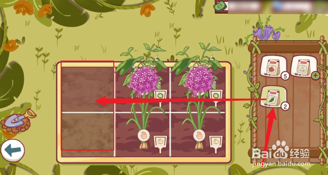 可口的披萨墨西哥辣椒怎么种