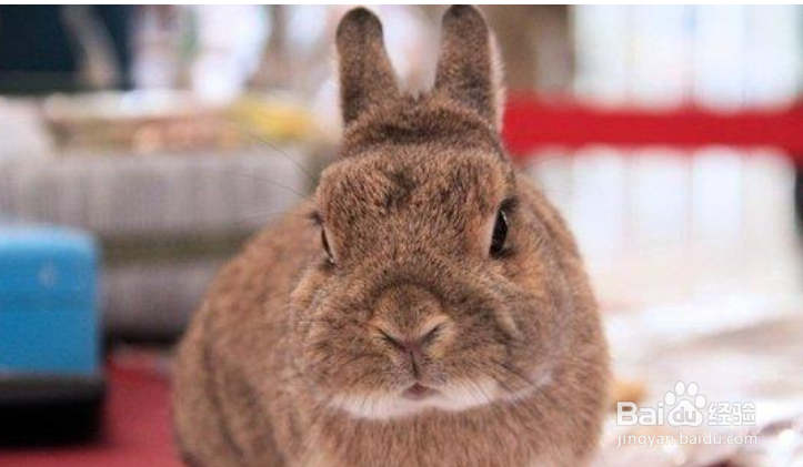 新手养兔子应选择什么品种