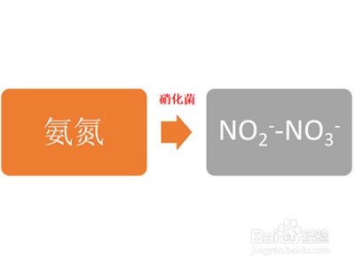 生物法除氮中有哪几种脱氮菌