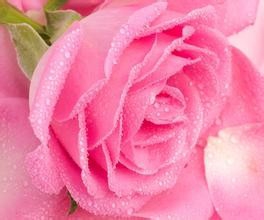 怎么给恋人送花？