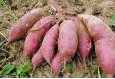 雪莲果和红薯的区别