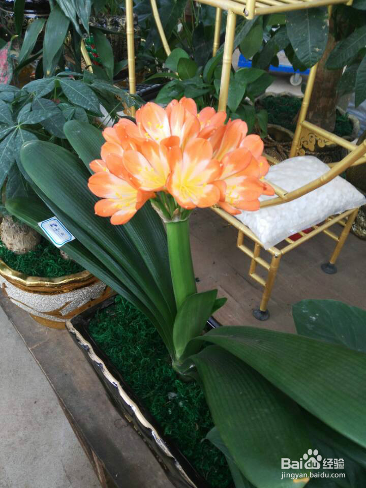 适宜室内养的花