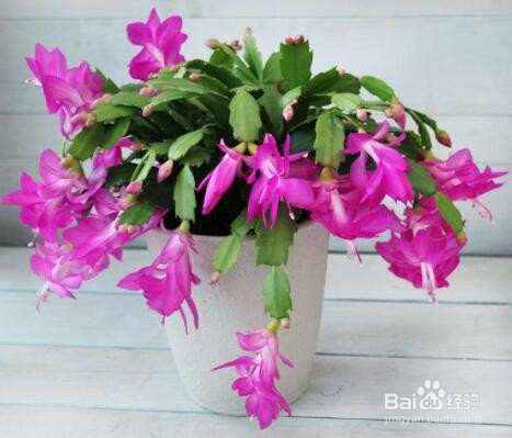 蟹爪莲开花时怎样护理