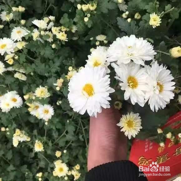 6种花家家必养，小病小痛用得上，药费都省了