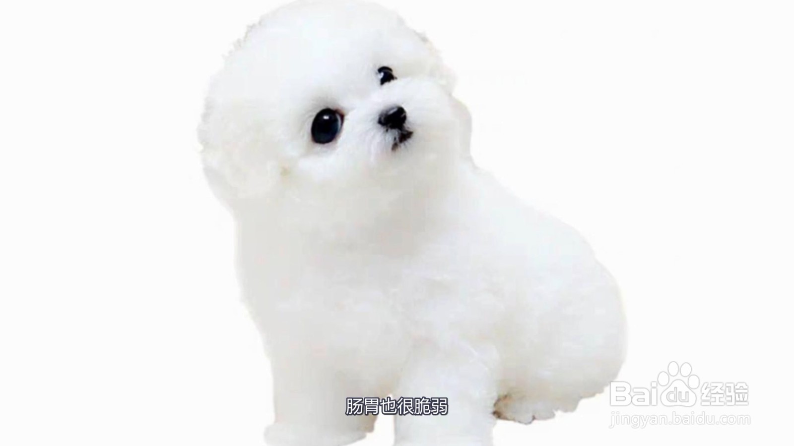茶杯犬为什么不能养