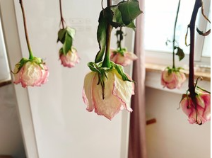 鲜花变干花方法