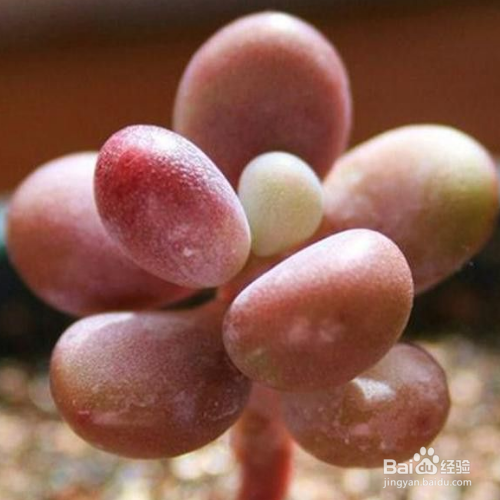 桃美人掉叶子是为什么？