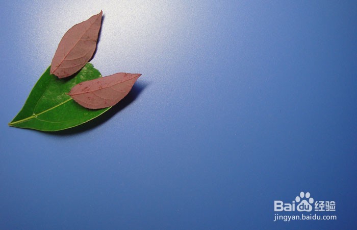 植物艺术画拼装聪明的小狐狸