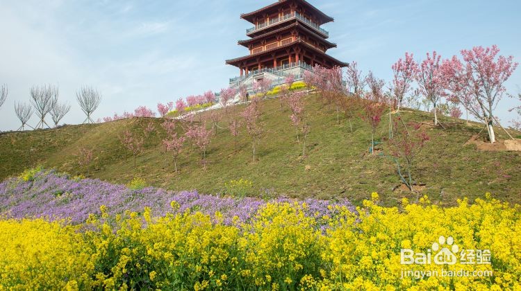 古柏渡丰乐樱花园攻略