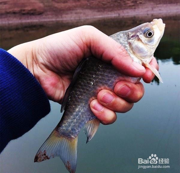 提高野钓鲫鱼技巧