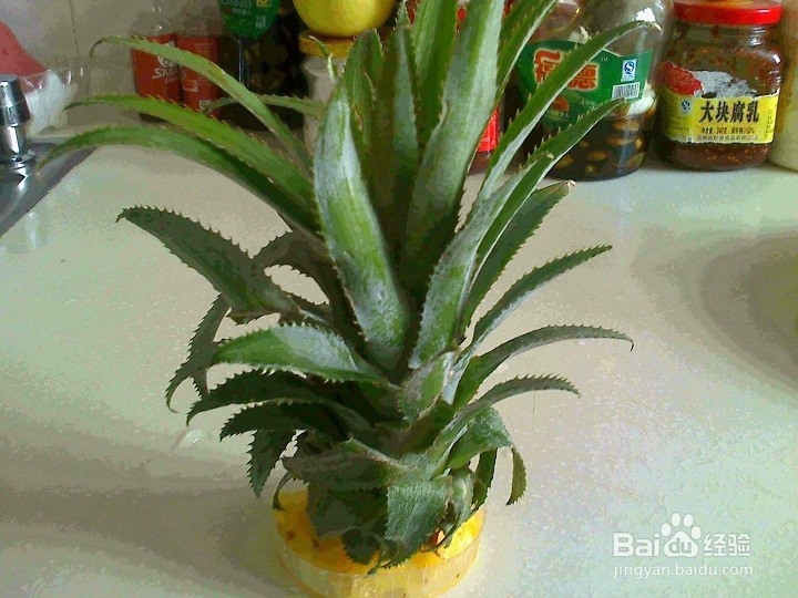 怎样将废弃的菠萝叶做成绿叶花