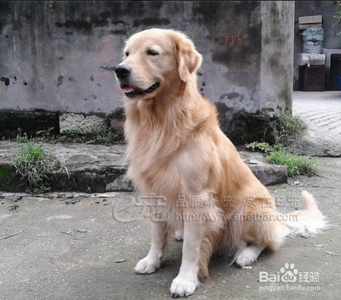 狗狗为什么要绝育狗狗绝育的好处