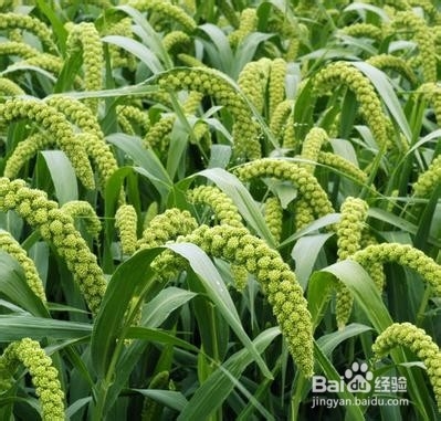 小米养生的一些食疗食谱