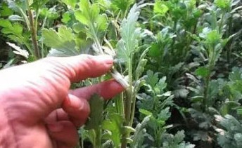 菊花繁殖方法主要有哪些