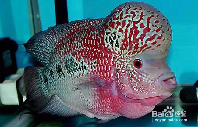 罗汉鱼要怎么养