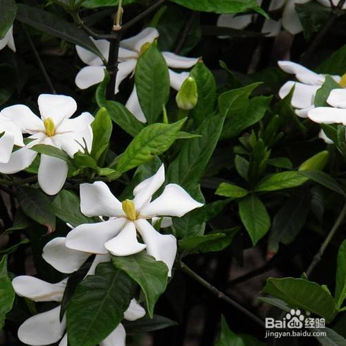 栀子花的医用价值