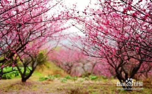 永嘉梅岙梅花旅游攻略