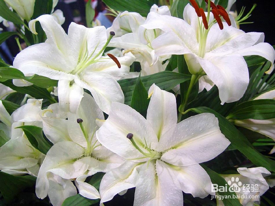 中秋节、国庆节日送花寓意多(送花常识)