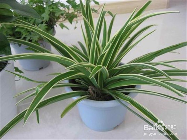 家里放什么花可以吸走甲醛?