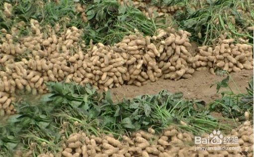 怎样种花生可以高产