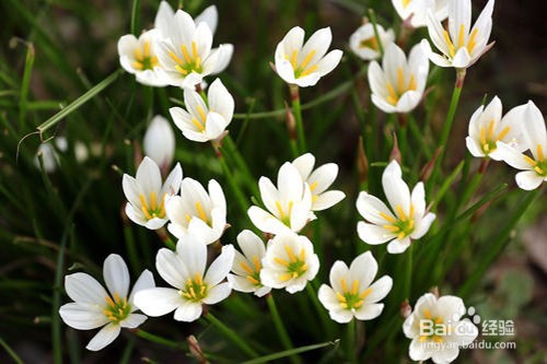 兰草应该如何养护