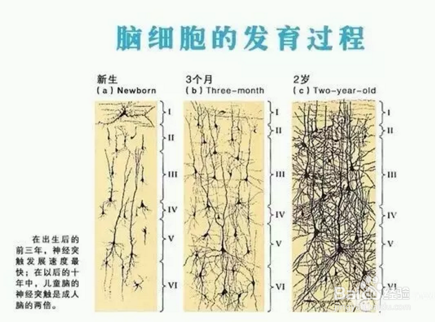 孕期营养与DHA的奥秘,你看懂了吗?