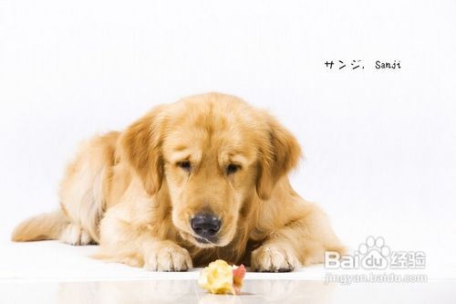 小方法训练宠物狗安静休息