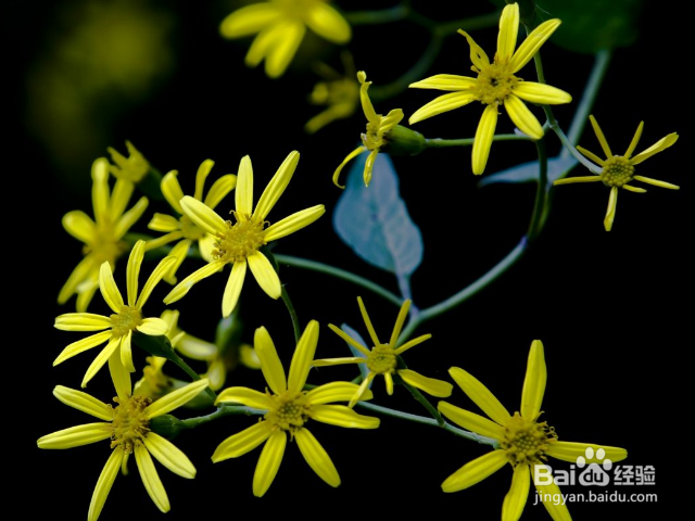 九里光的作用和效果有哪些？