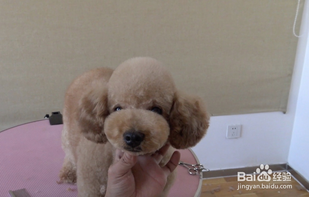 宠物美容教程,宠物美容师培训教程