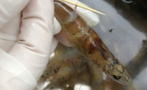 白灼虾的简单做法