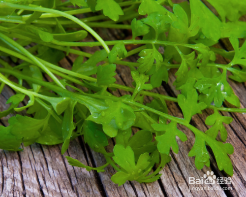 常见的野菜有哪些？