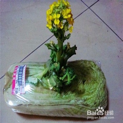 冬季如何存放大白菜