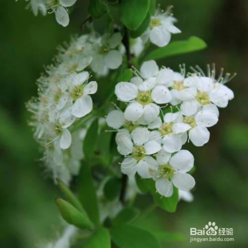 家养的珍珠梅烂根很严重时怎么回事?