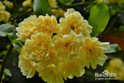 木香如何养护开的最好？