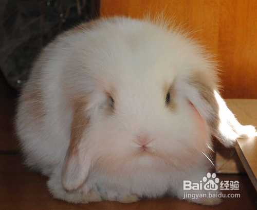 如何挑选一只健健康康的宠物兔呢？