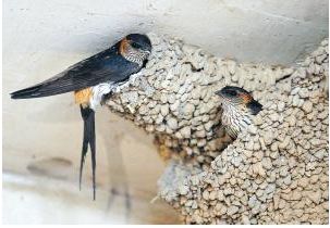 燕子窝怎么搭建的