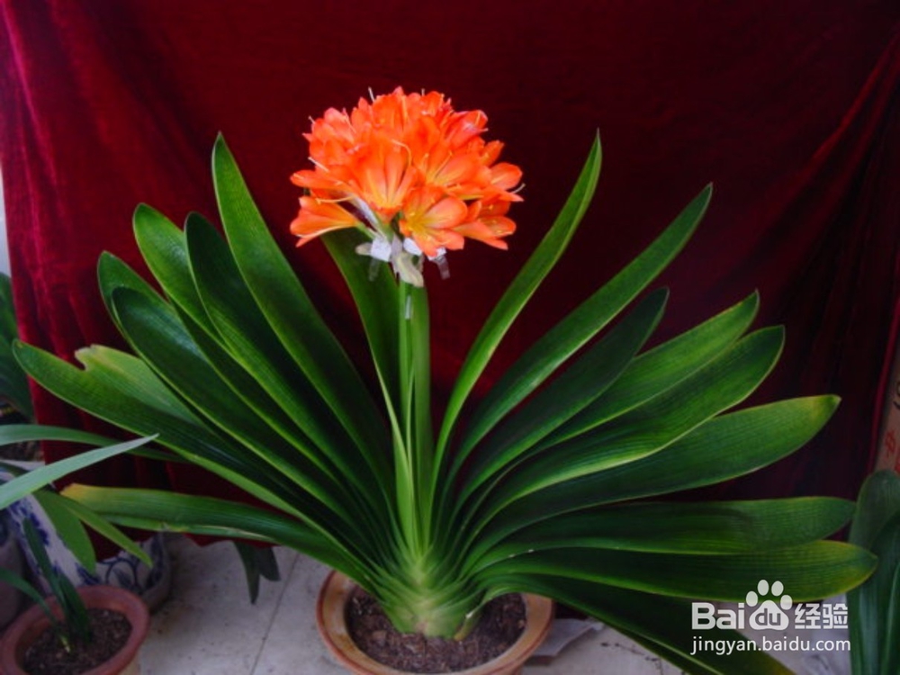 君子兰花盆栽