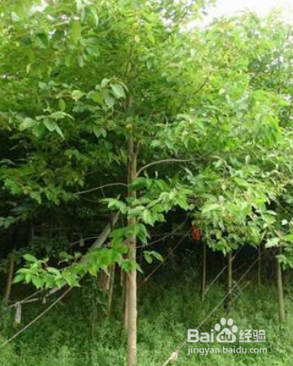喜树的形态特征和繁殖技术是什么