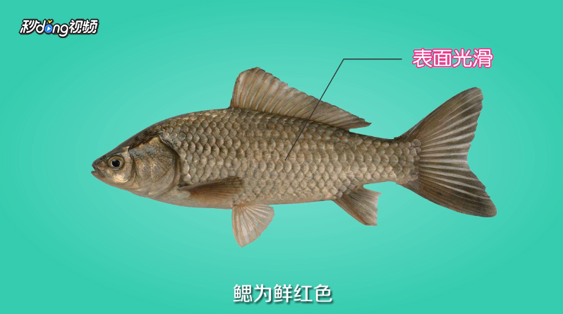 土鲫鱼怎么区别？