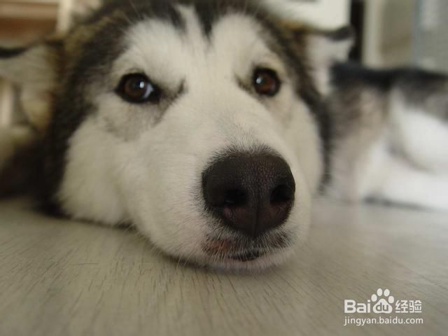 大型犬毛不好有皮肤病怎么办（图）