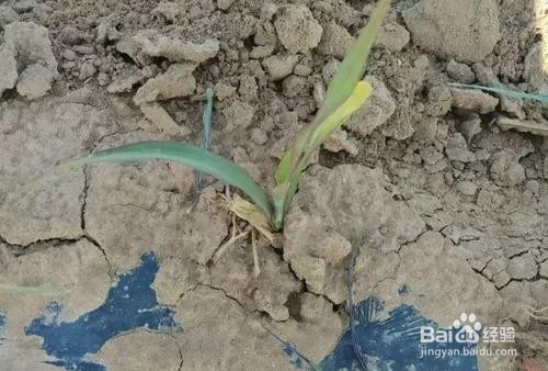 玉米苗枯病防治方法