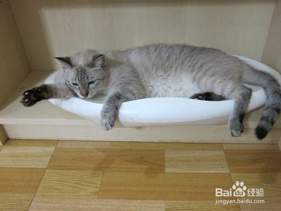 猫咪躲在床底下不出来怎么办