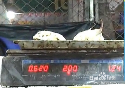 巧挑最新鲜便宜的螃蟹 梭子蟹巧区分便宜40元