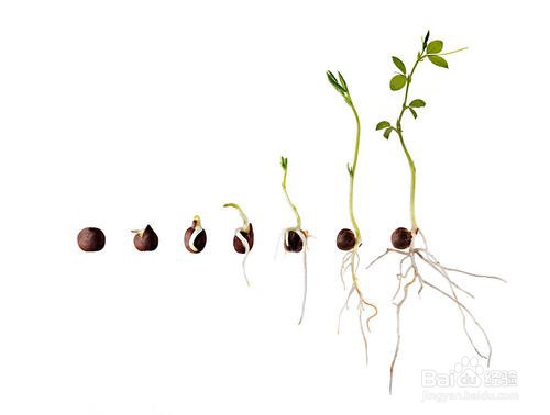 新鲜豌豆如何发芽?