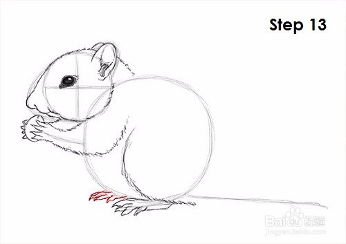 如何绘制花栗鼠——加菲的吃货生活