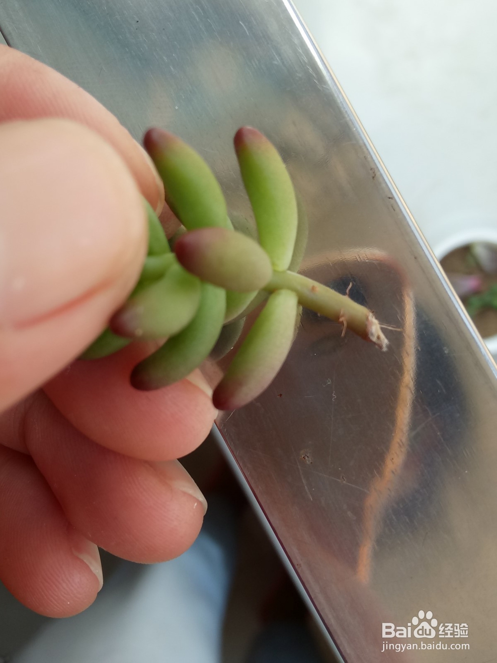 多肉植物怎么培养出根